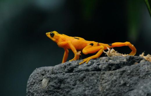 A Panamanian golden frog is pictured at El Nispero Zoo and Botanical Garden, east of Panama City, in 2009