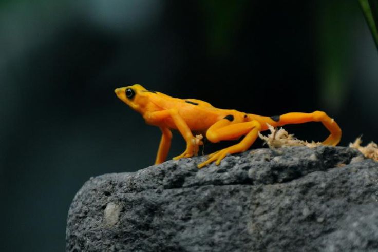 A Panamanian golden frog is pictured at El Nispero Zoo and Botanical Garden, east of Panama City, in 2009