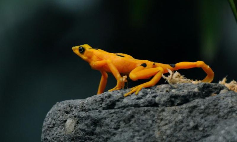 A Panamanian golden frog is pictured at El Nispero Zoo and Botanical Garden, east of Panama City, in 2009