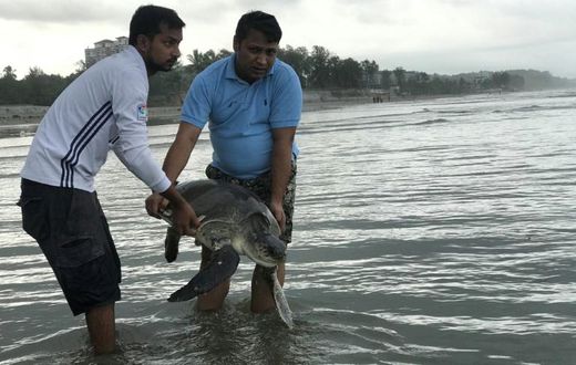 A rescued turtle is released back into the sea at Cox's Bazar. At least 20 were killed and dozens trapped in tonnes of plastic waste washed ashore