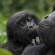 Thanks to intensive conservation efforts the mountain gorilla's status improved from "critically endangered" to "endangered" in 2018. The picture shows mountain gorillas in the DR Congo's Virunga National Park
