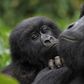 Thanks to intensive conservation efforts the mountain gorilla's status improved from "critically endangered" to "endangered" in 2018. The picture shows mountain gorillas in the DR Congo's Virunga National Park