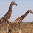 West African or Niger giraffes, the last of which are in southwestern Koure, near where the attack on French tourists took place