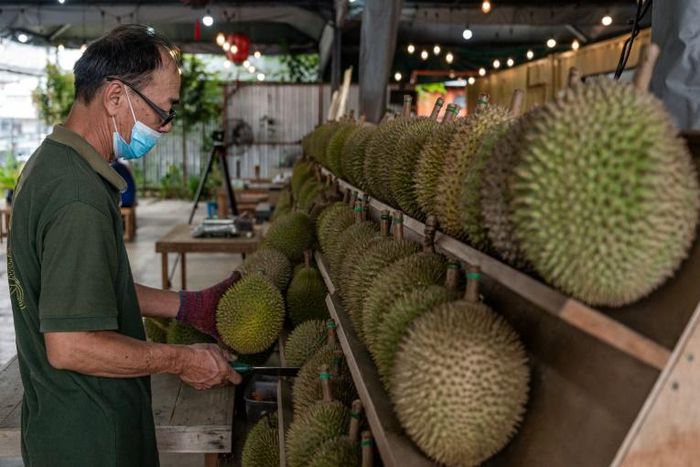 A worker inspecting durians in Kuala Lumpur