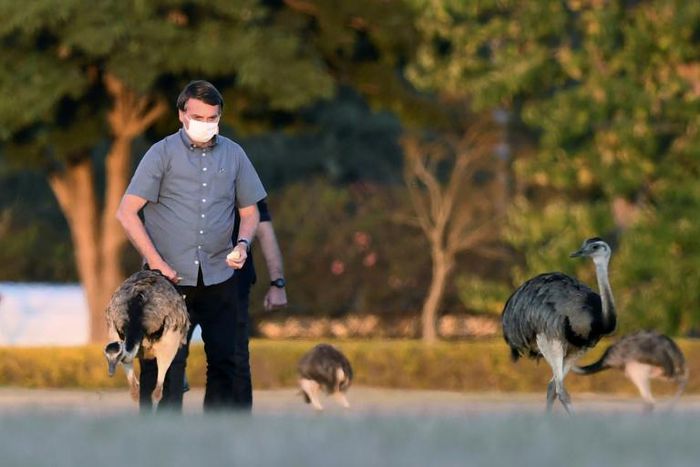 Brazilian President Jair Bolsonaro has been spotted in the gardens of Alvorada Palace feeding -- and occasionally getting bitten by -- rheas, a South American bird related to the emu