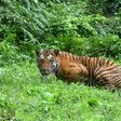 India now has around 3,000 tigers in the wild, compared to 1,411 in 2006 when a nationwide survey was first conducted