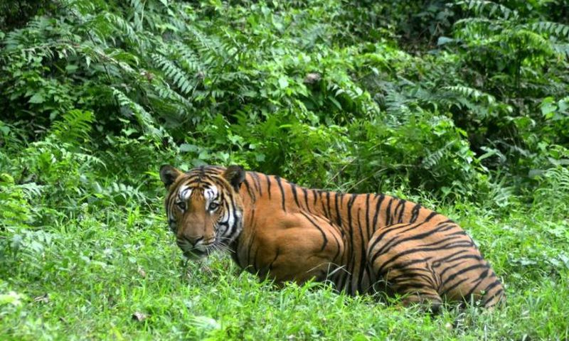India now has around 3,000 tigers in the wild, compared to 1,411 in 2006 when a nationwide survey was first conducted
