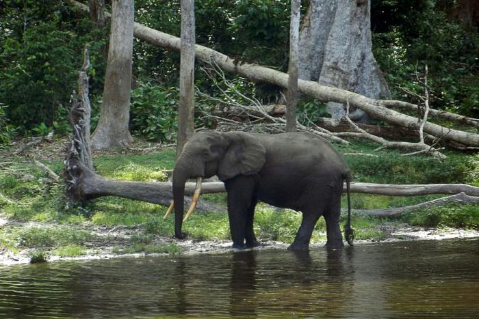 The Nouabale Ndoki national park, home to thousands of elephants, was given UNESCO World Heritage status in 2012