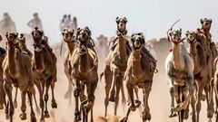 Camels run on a dirt track during a race in Egypt's South Sinai desert after a hiatus of more than six months due to the coronavirus outbreak