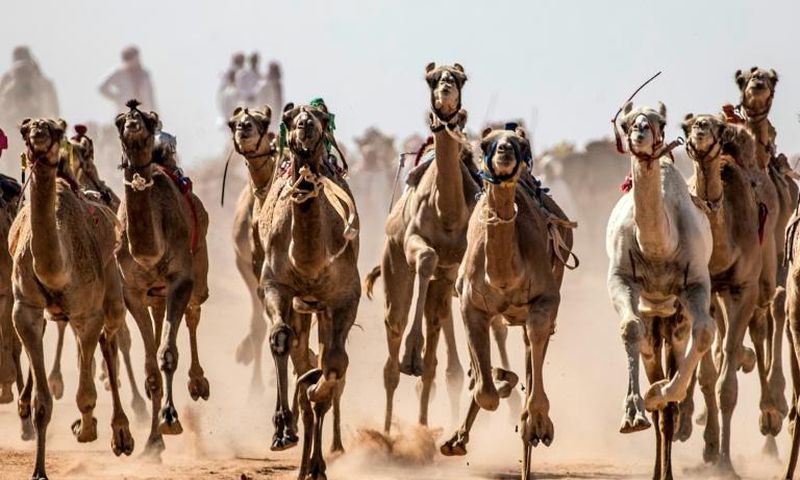 Camels run on a dirt track during a race in Egypt's South Sinai desert after a hiatus of more than six months due to the coronavirus outbreak