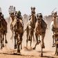 Camels run on a dirt track during a race in Egypt's South Sinai desert after a hiatus of more than six months due to the coronavirus outbreak