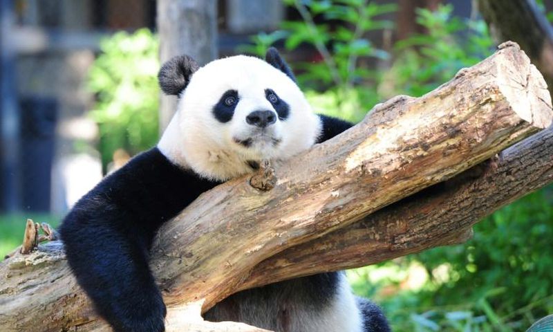 Giant panda Mei Xiang rests in her enclosure in August 2016 at the National Zoo in Washington