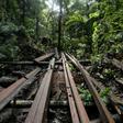 An illegal logging site discovered by Philippine environmental defenders near the tourist town of El Nido, on Palawan island