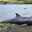Some of the whales appeared to have injuries