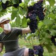 Clad in a protective face mask a grape picker works at the start of the grape harvest Tuesday in Molsheim, in France's eastern Alsace region