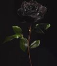 Singer Nandy shares a Black Rose