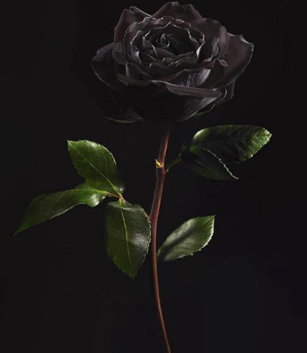 Singer Nandy shares a Black Rose