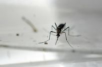 Ways to safeguard from mosquitoes