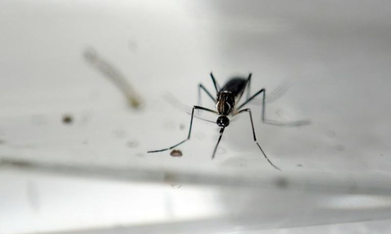 Ways to safeguard from mosquitoes