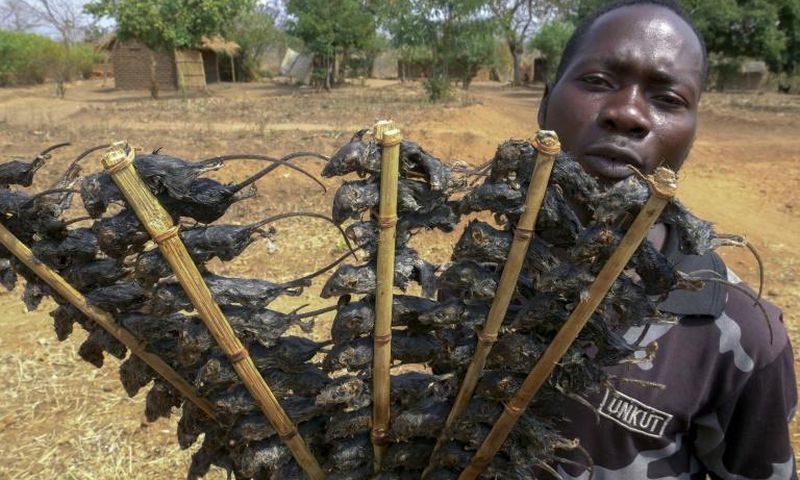 Seasoned and cooked to a crisp, mice are sold at street stalls and markets across the southeast African country.