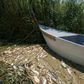 An Iraqi fisherman makes his way through dead fish and plants in the Delmaj marsh, east of the city of Diwaniyah, in southern Iraq