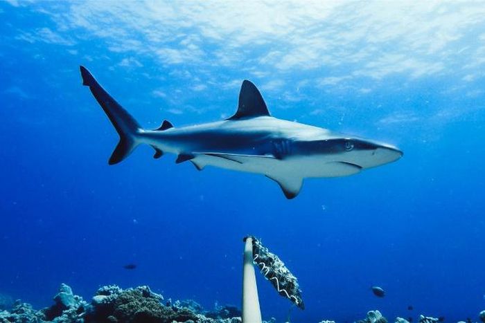 Destructive fishing practices are the most likely culprit for the losses, according to the study