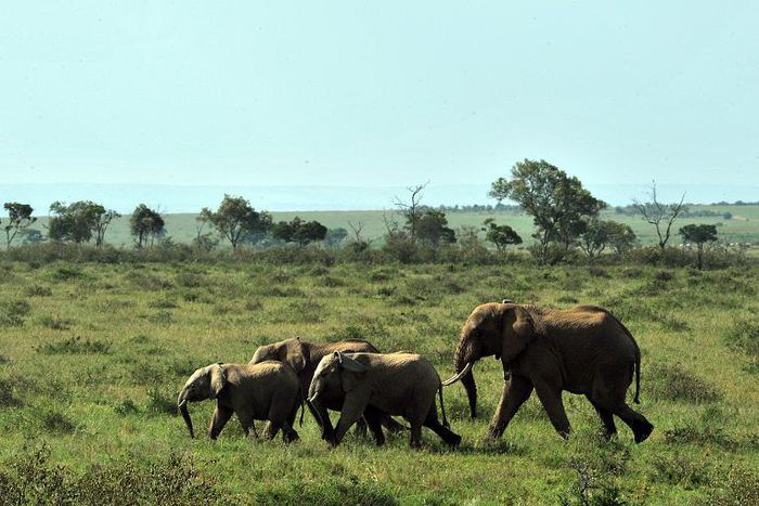 Poachers kill elephants for their ivory, used to make ornaments and traditional medicine in Asia and the Middle East