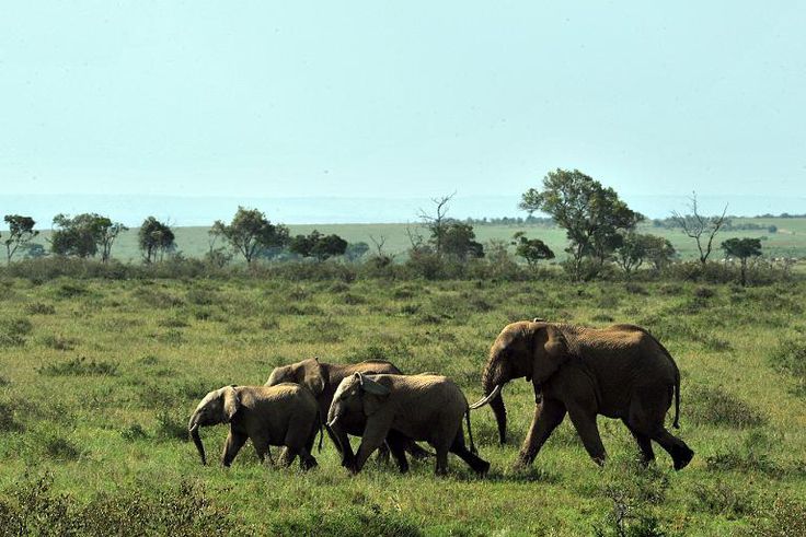 Poachers kill elephants for their ivory, used to make ornaments and traditional medicine in Asia and the Middle East
