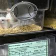 This picture shows mice in a box at the Neurosciences rechearch Center CERMEP in Bron, France in 2014