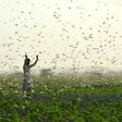 Record numbers of locusts have descended in devastating swarms across parts of Africa and Asia this year