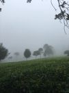 Fog in Central Kenya