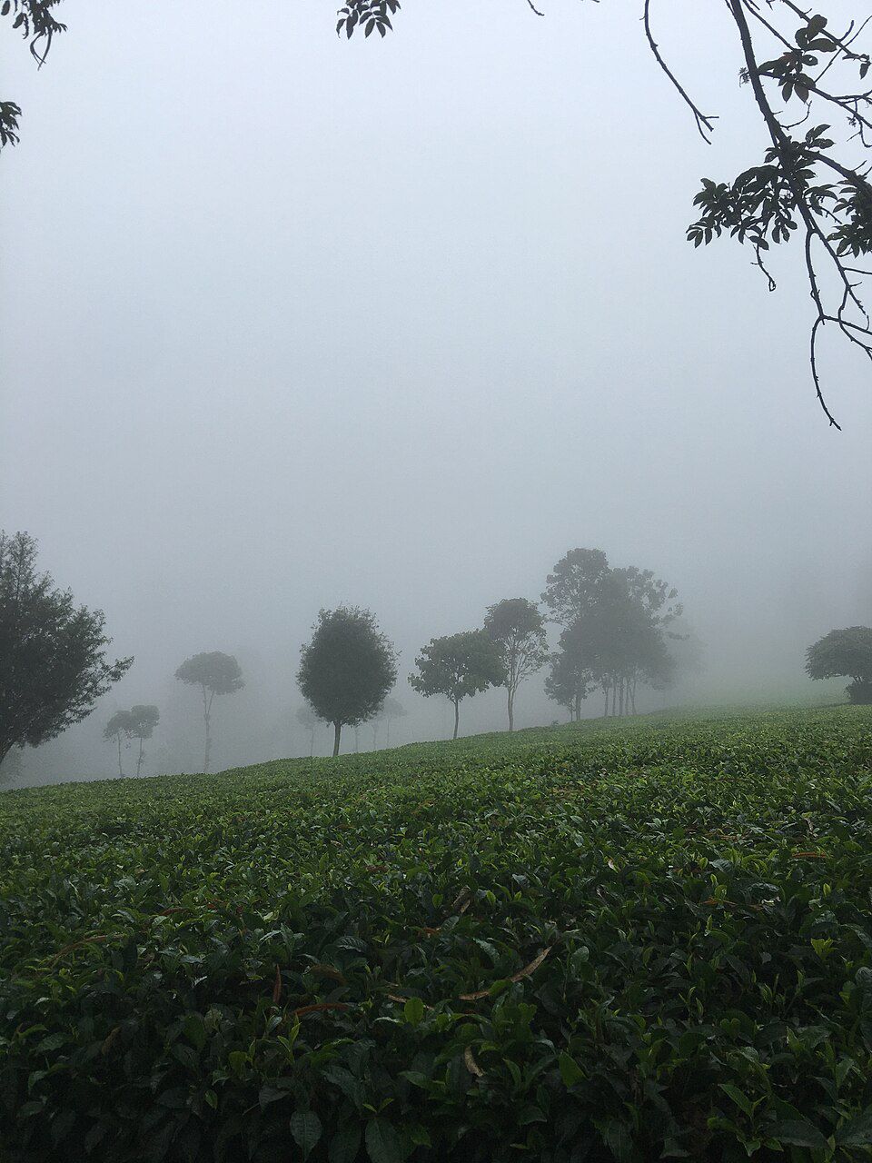 Fog in Central Kenya