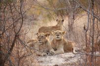 Lions in Kruger National park in South Africa