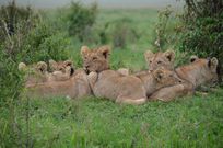 Lion pride in Serengeti