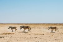 Etosha National Park, Namibia