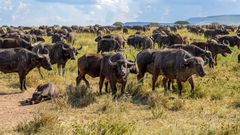 Wild beasts in Maasai Mara