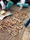 The aromatic tree is harvested illegally after the government outlawed its harvesting in 2007.
