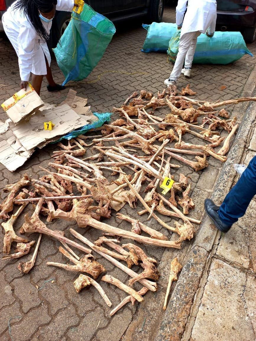 The aromatic tree is harvested illegally after the government outlawed its harvesting in 2007.