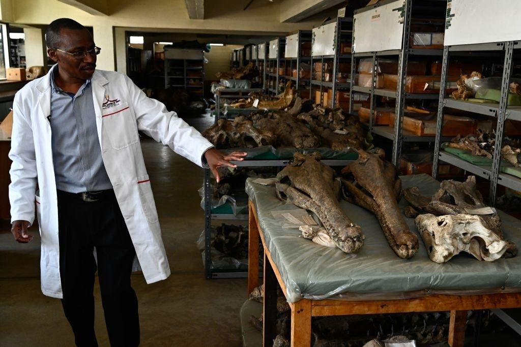 Job Kibii, head of the National Museums of Kenya's paleontology department, shows different crocodile fossils at the Nairobi National Museum, in Nairobi on May 23, 2019. - (Photo by SIMON MAINA / AFP) (Photo credit should read SIMON MAINA/AFP via Getty...