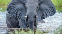 It will cost you Ksh 500,000 to name an elephant- KWS