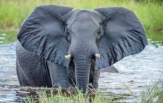 It will cost you Ksh 500,000 to name an elephant- KWS