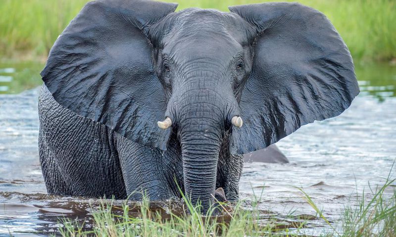 It will cost you Ksh 500,000 to name an elephant- KWS
