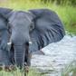 It will cost you Ksh 500,000 to name an elephant- KWS