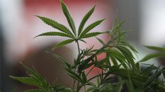 A Cannabis plant is pictured at the "Weed the People" event as enthusiasts gather to celebrate the legalization of the recreational use of marijuana in Portland, Oregon