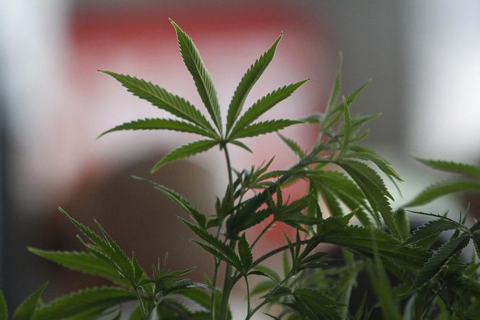 A Cannabis plant is pictured at the "Weed the People" event as enthusiasts gather to celebrate the legalization of the recreational use of marijuana in Portland, Oregon
