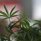 A Cannabis plant is pictured at the "Weed the People" event as enthusiasts gather to celebrate the legalization of the recreational use of marijuana in Portland, Oregon