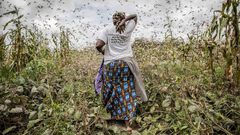 Locust outbreak in East Africa