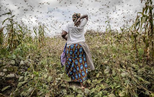 Locust outbreak in East Africa