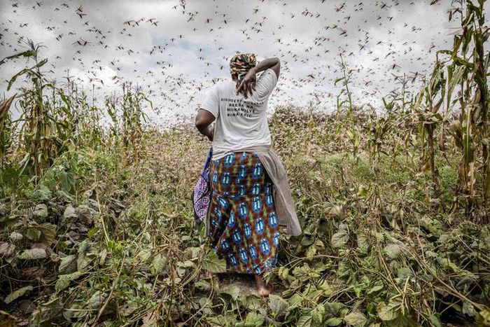 Locust outbreak in East Africa