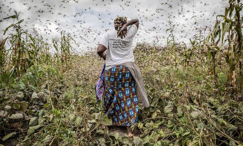 Locust outbreak in East Africa
